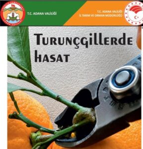 Turunçgillerde doğru hasat uygulamaları ve dikkat edilmesi gereken hususlar